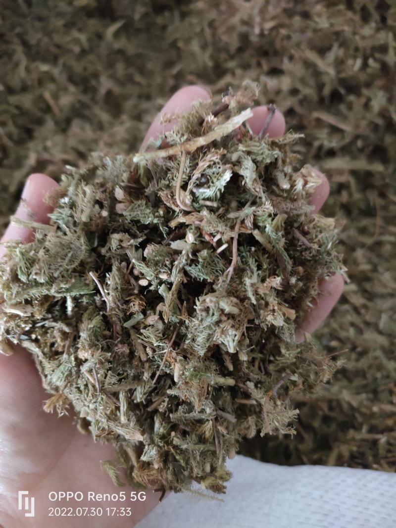 （热销）伸筋草一手货源严于品质实物拍摄祥泰药材栈欢迎购