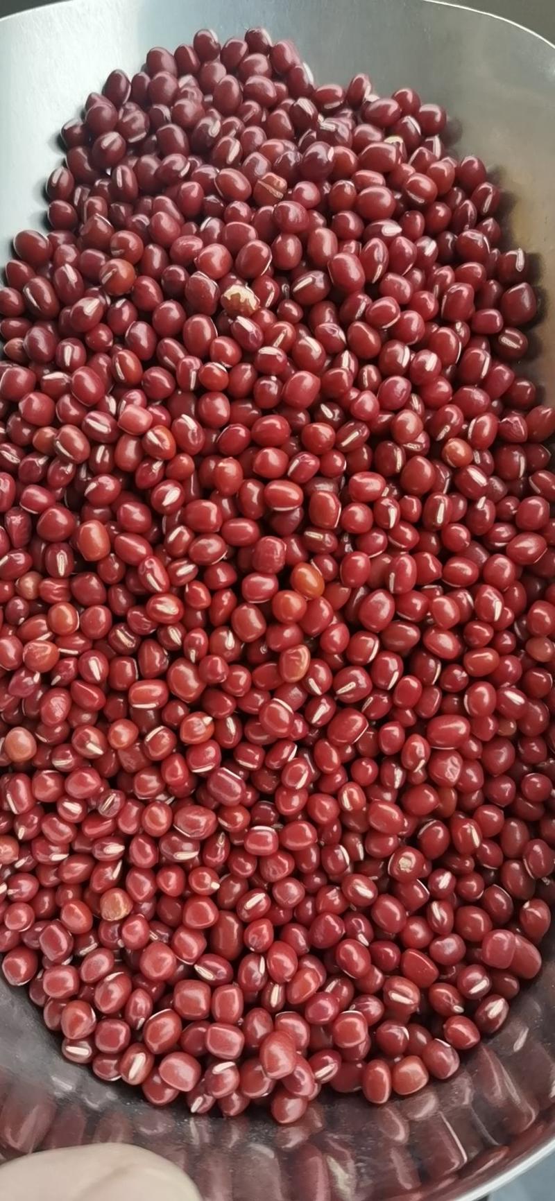 大颗粒红豆圆粒沙糯红小豆新货粮食农安红豆
