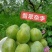 湖南文明特产翡翠奈李脱骨蜂糖李脆甜脆甜自家果园现摘现发