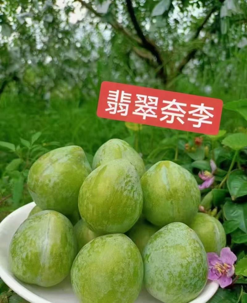 湖南文明特产翡翠奈李脱骨蜂糖李脆甜脆甜自家果园现摘现发