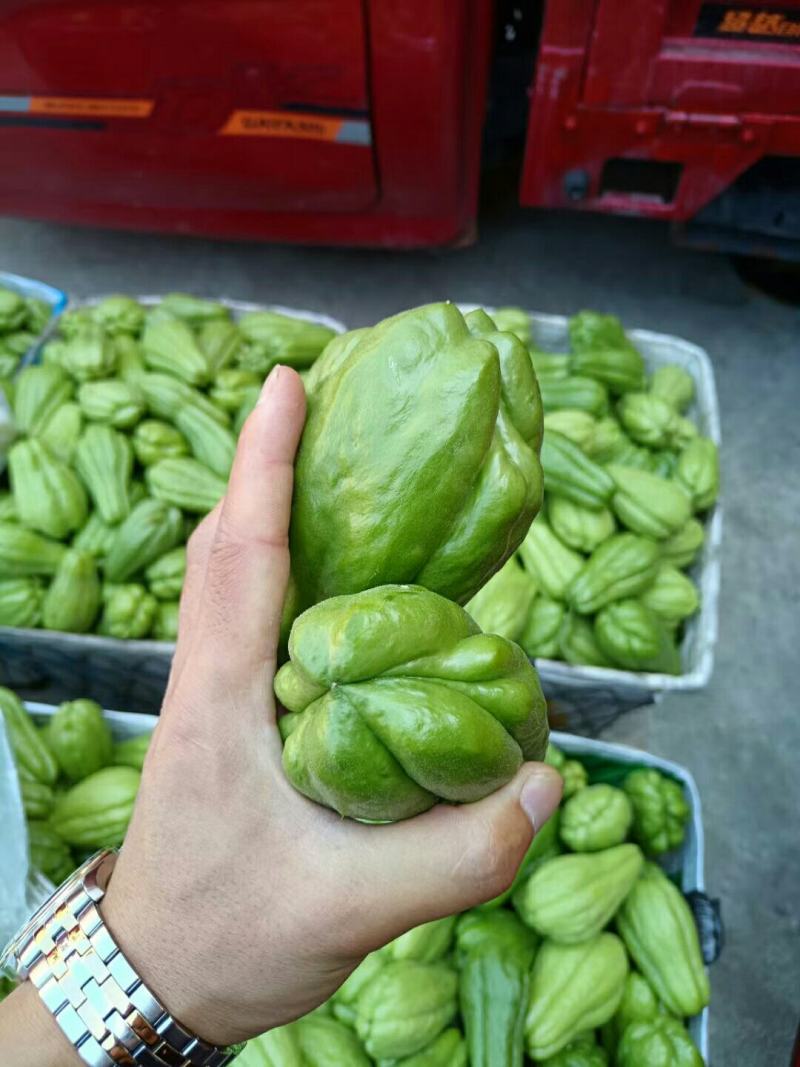 佛手瓜新鲜，现采现发