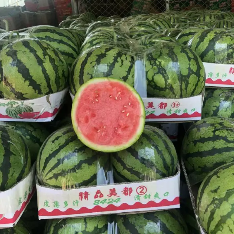 【人气推荐】河南大棚无籽美都西瓜供应商超和各地批发商