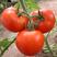 齐达利西红柿苗种苗313西红柿苗番茄苗，口感型番茄