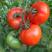 齐达利西红柿苗种苗313西红柿苗番茄苗，口感型番茄