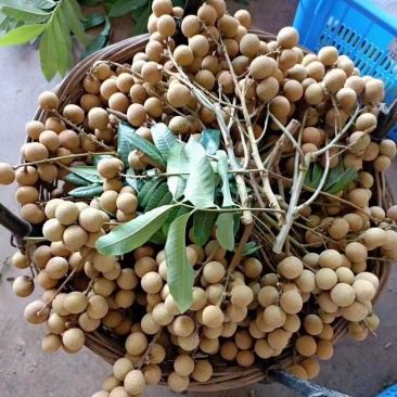 石硖龙眼大量现货