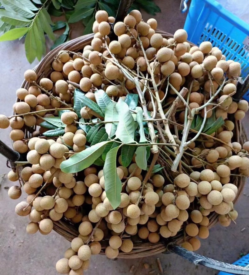 石硖龙眼大量现货