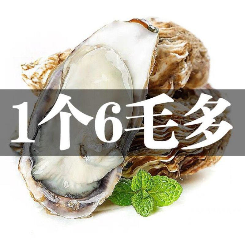 新鲜生蚝现货直供，品质上乘等您来
