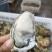 新鲜生蚝现货直供，品质上乘等您来