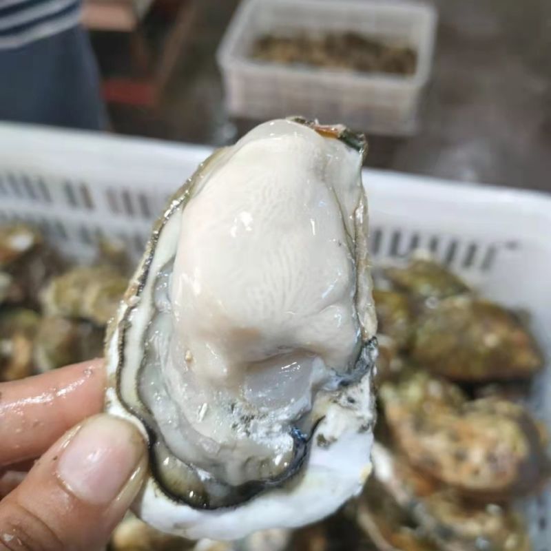 新鲜生蚝现货直供，品质上乘等您来