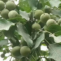 新疆核桃/青皮核桃/核桃185大量上市，欢迎看货