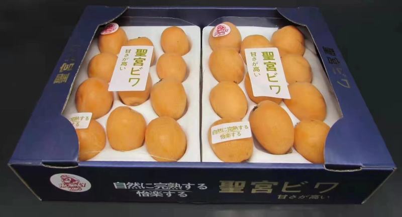 【热卖】大凉山五星枇杷果对接全国客商甜蜜多汁等您来电