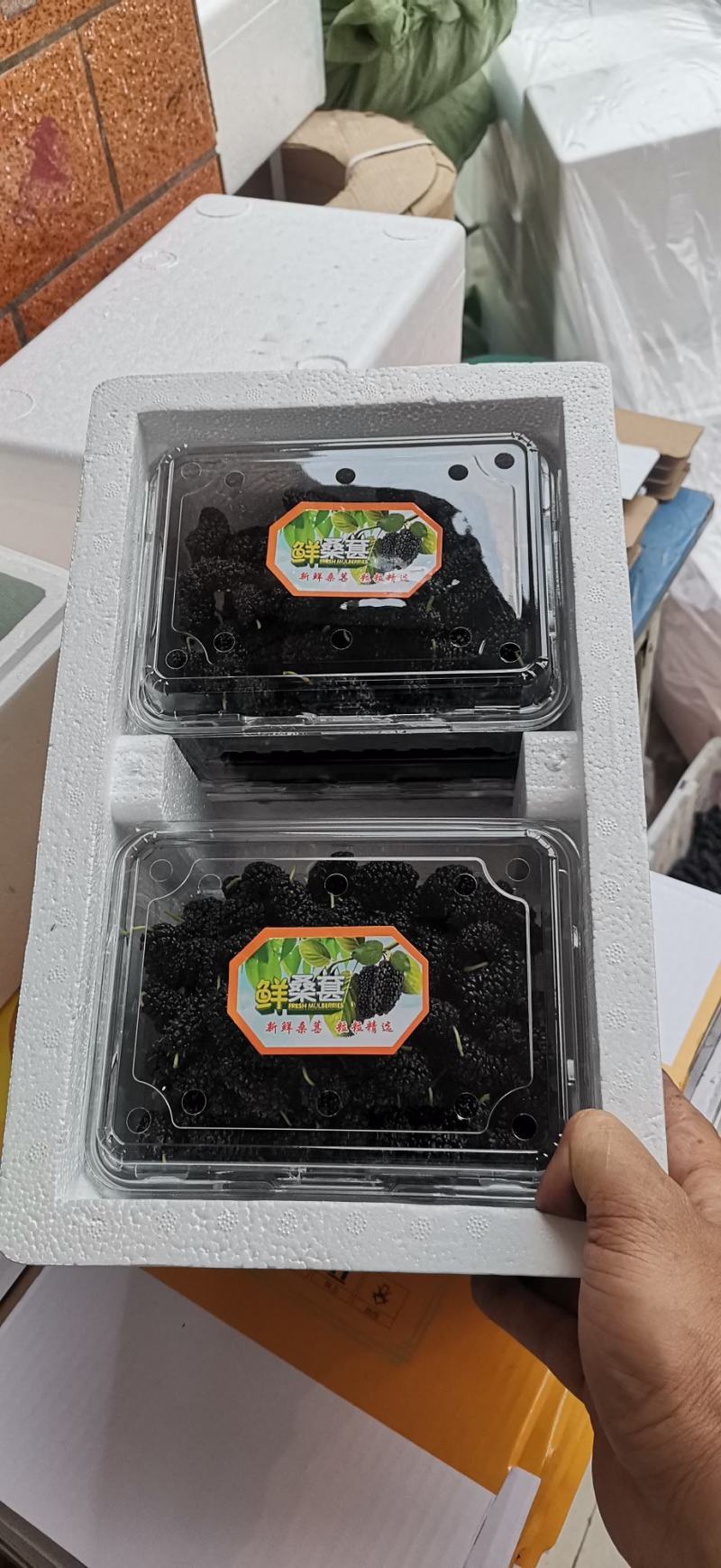 【优质】大凉山新鲜桑椹质量保障诚信经营视频看货等您来电