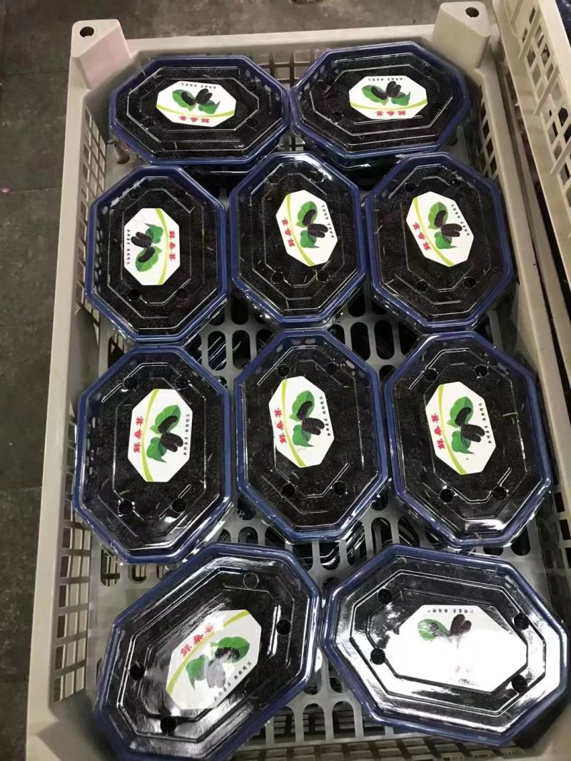 【优质】大凉山新鲜桑椹质量保障诚信经营视频看货等您来电