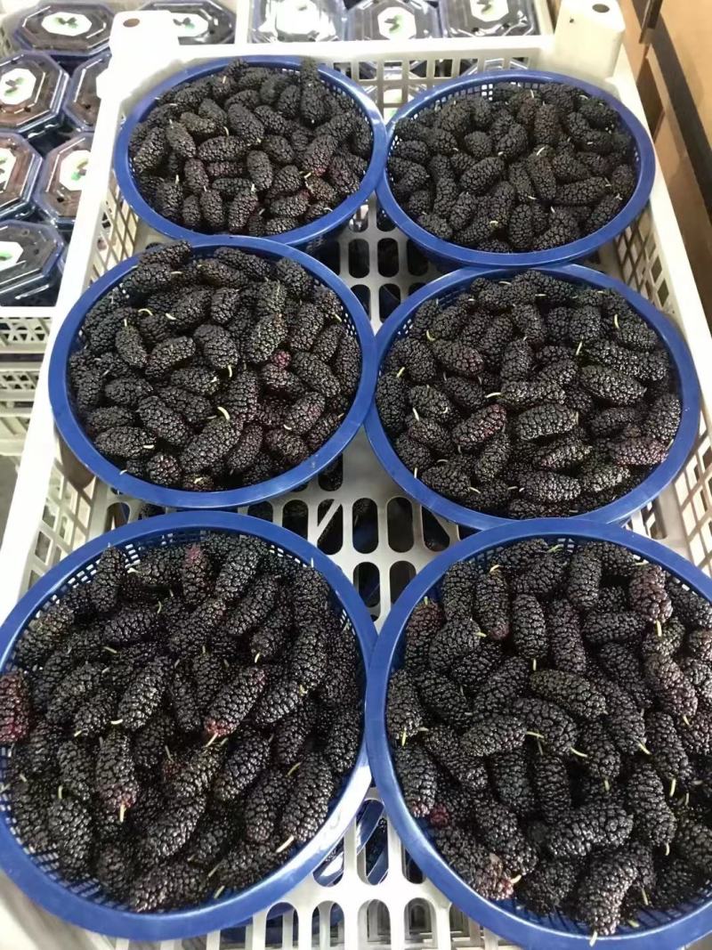 【优质】大凉山新鲜桑椹质量保障诚信经营视频看货等您来电