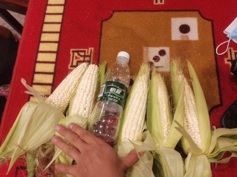 200亩928鲜玉米基地直供，持续供应中，每天8-10吨