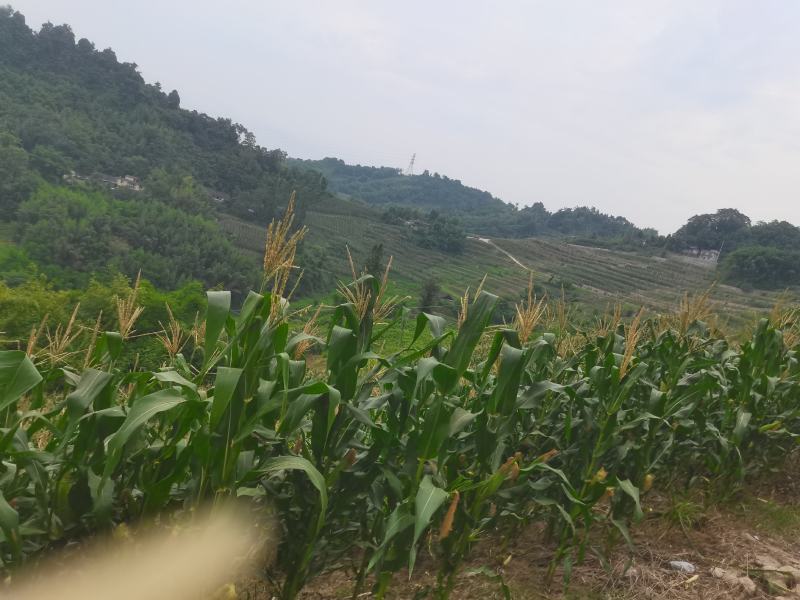 200亩928鲜玉米基地直供，持续供应中，每天8-10吨