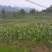 200亩928鲜玉米基地直供，持续供应中，每天8-10吨