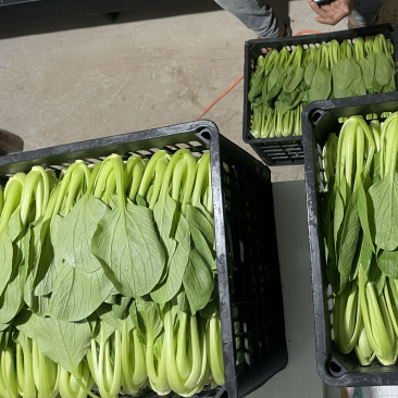 蚌埠市双城专业种植合作社