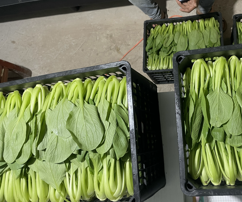 蚌埠市双城专业种植合作社