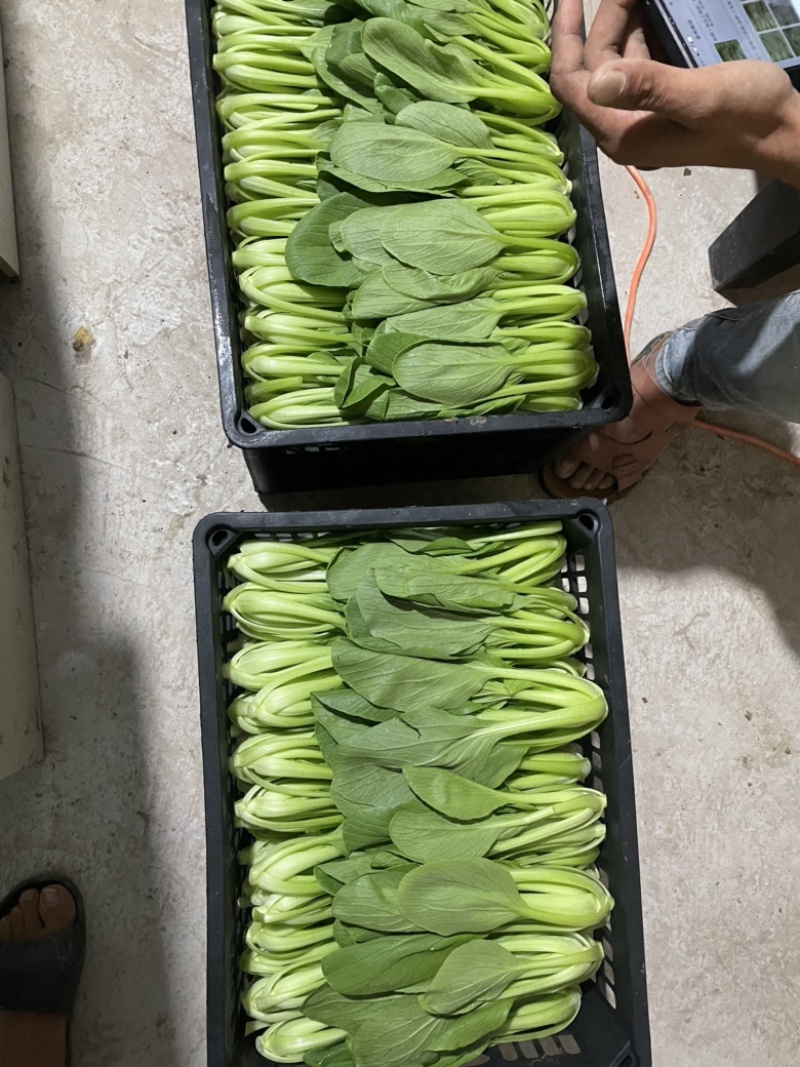 蚌埠市双城专业种植合作社