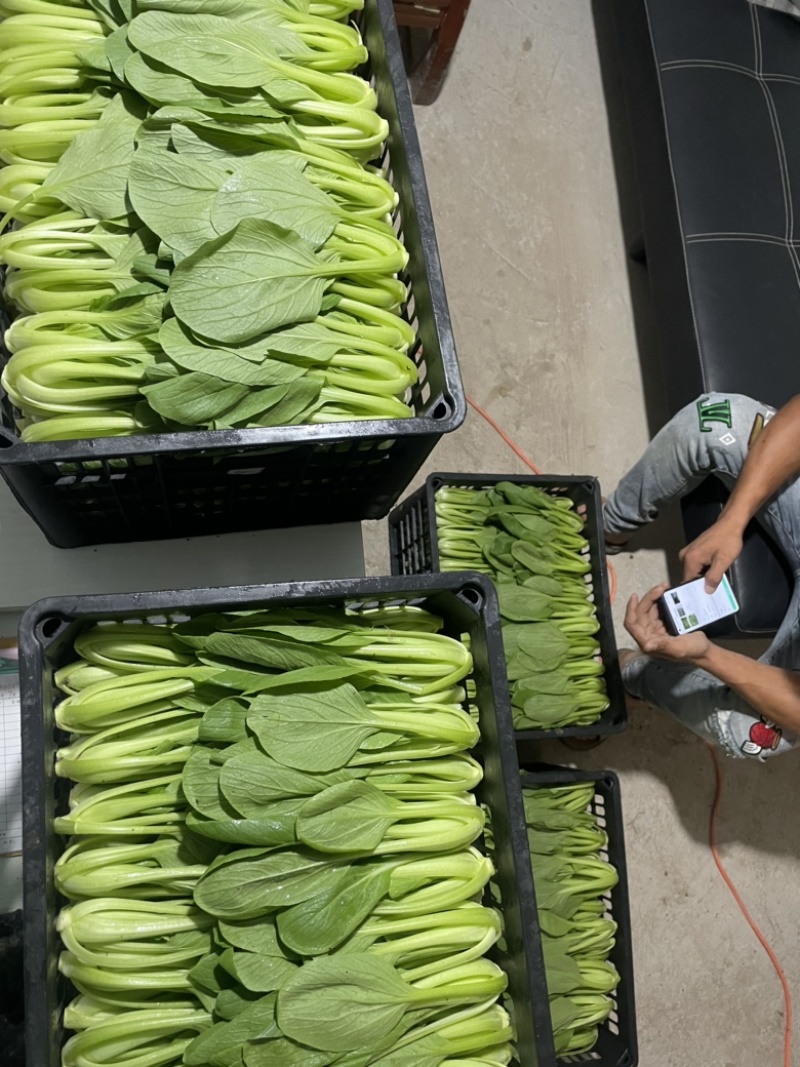 蚌埠市双城专业种植合作社