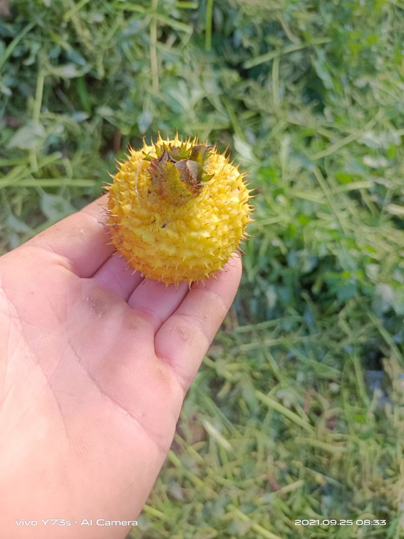 刺梨产品