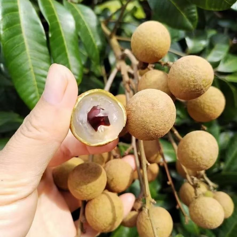 广西平南县广鲜果业石硖龙眼大量上市欢迎来电咨询