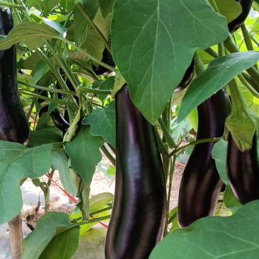 白菜、包菜、辣椒、西红柿