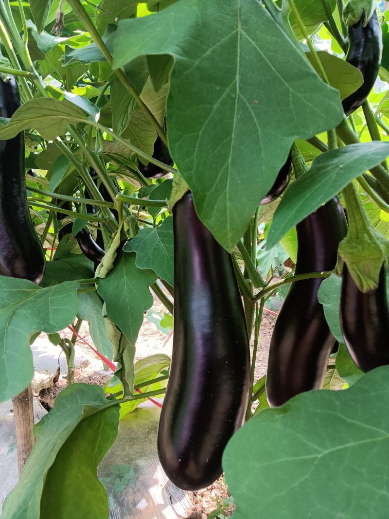 白菜、包菜、辣椒、西红柿