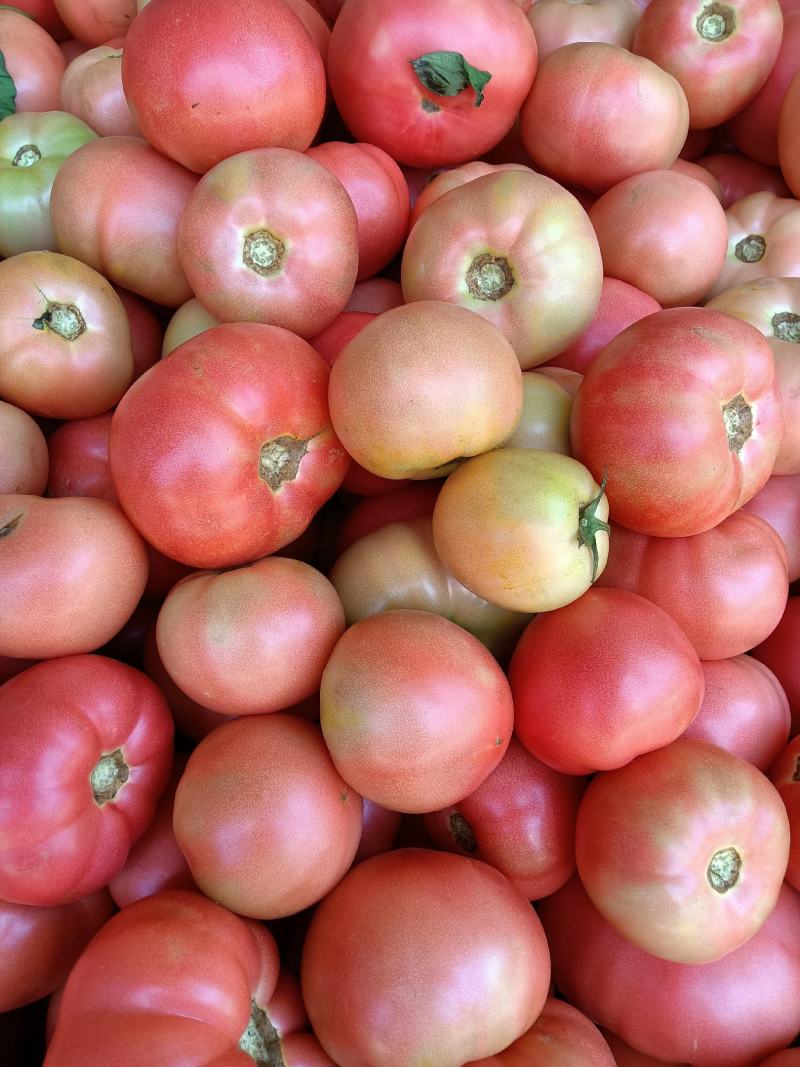 白菜、包菜、辣椒、西红柿