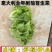 意大利全年耐抽苔生菜：爽脆味甜品质好、耐湿耐热耐抽苔