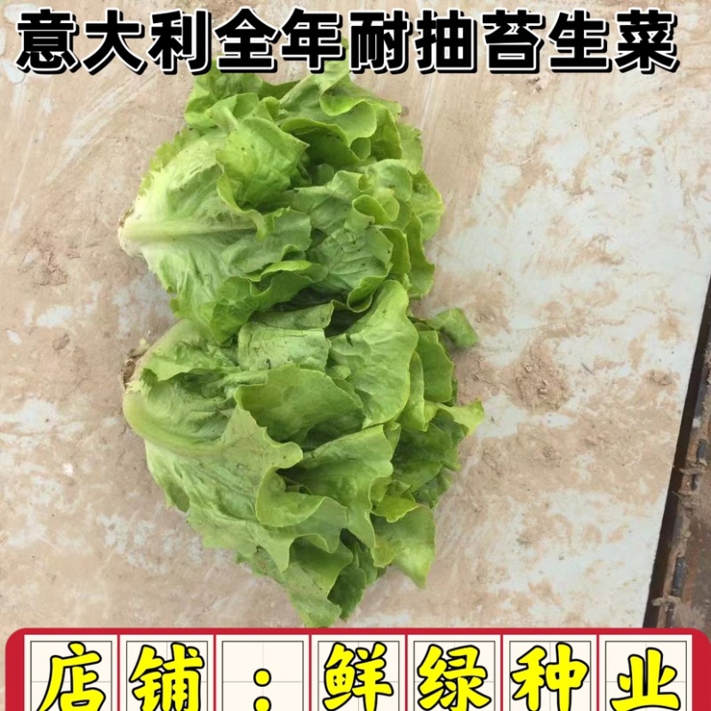 意大利全年耐抽苔生菜：爽脆味甜品质好、耐湿耐热耐抽苔