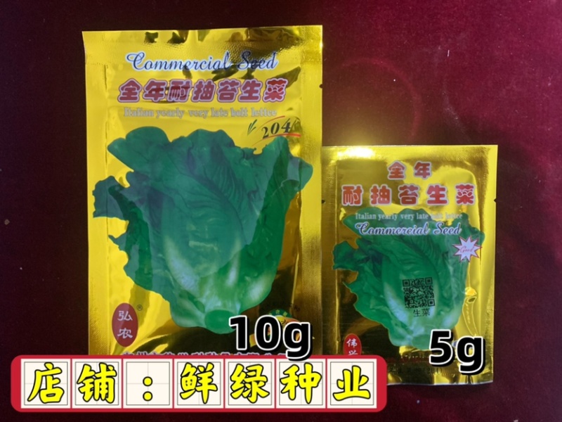 意大利全年耐抽苔生菜：爽脆味甜品质好、耐湿耐热耐抽苔