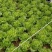 意大利全年耐抽苔生菜：爽脆味甜品质好、耐湿耐热耐抽苔