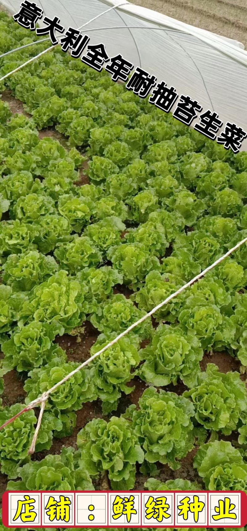 意大利全年耐抽苔生菜：爽脆味甜品质好、耐湿耐热耐抽苔
