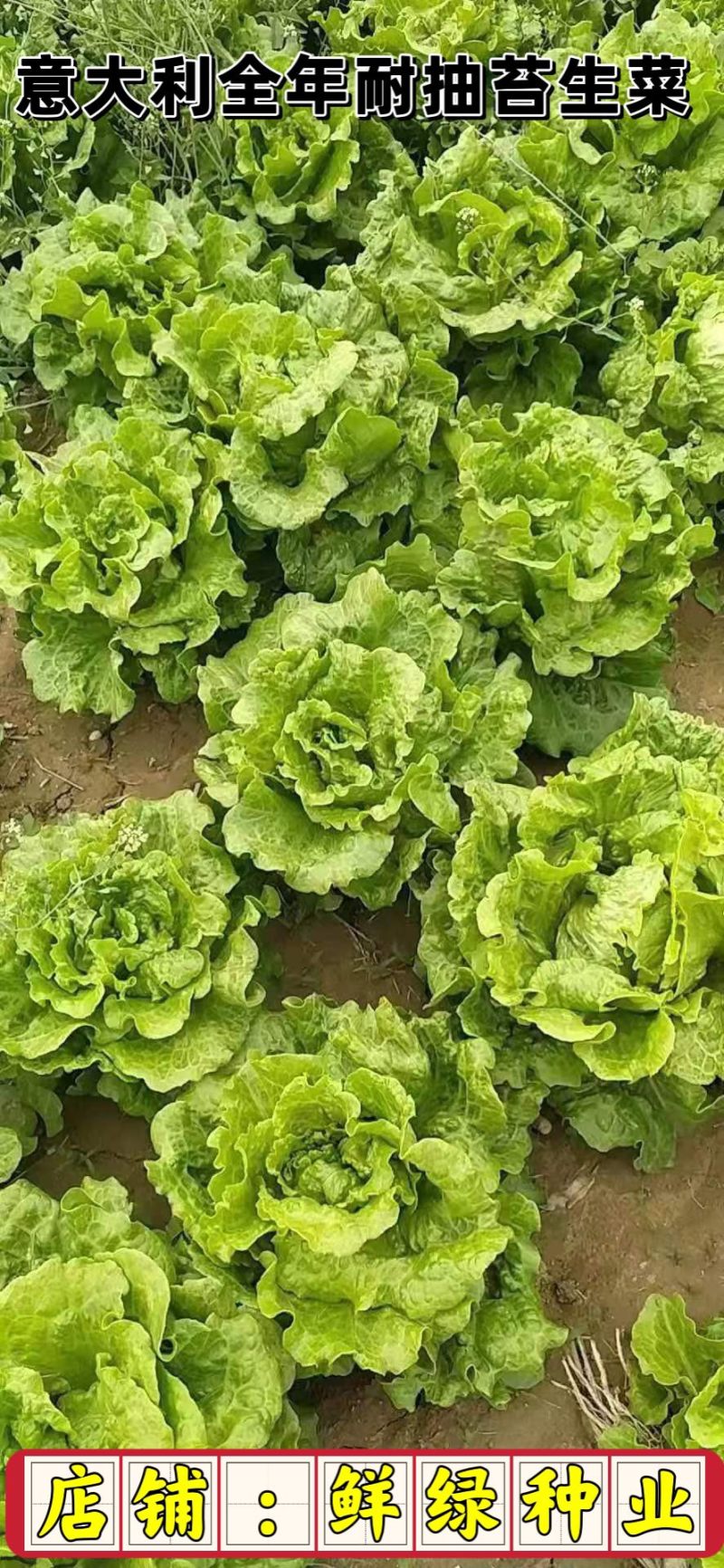意大利全年耐抽苔生菜：爽脆味甜品质好、耐湿耐热耐抽苔