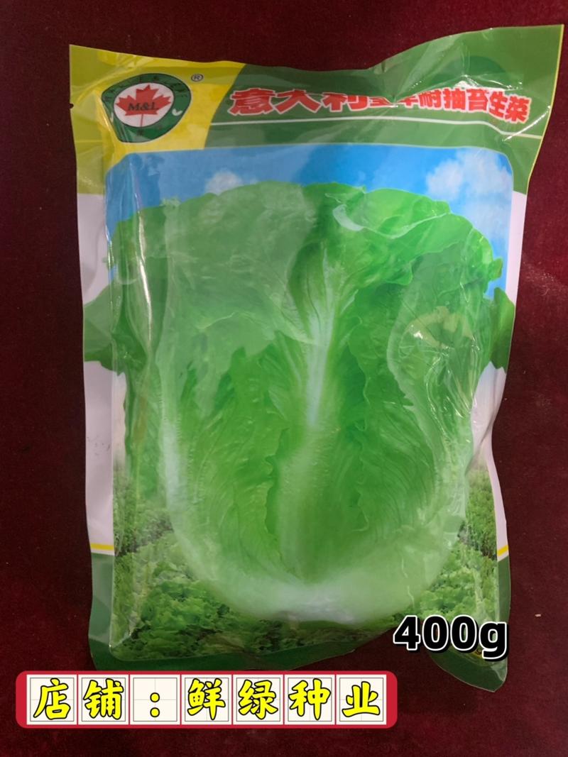 意大利全年耐抽苔生菜：爽脆味甜品质好、耐湿耐热耐抽苔