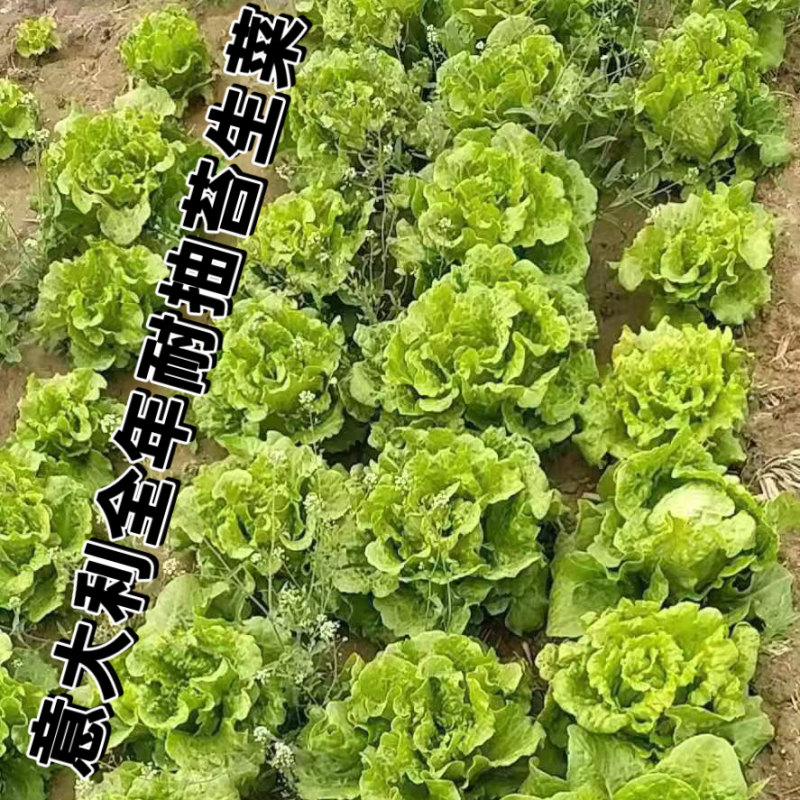 意大利全年耐抽苔生菜：爽脆味甜品质好、耐湿耐热耐抽苔