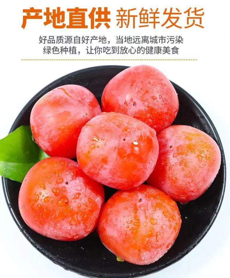 七月黄柿子胎里红软柿子55mm以上统货产地货源包邮包售后