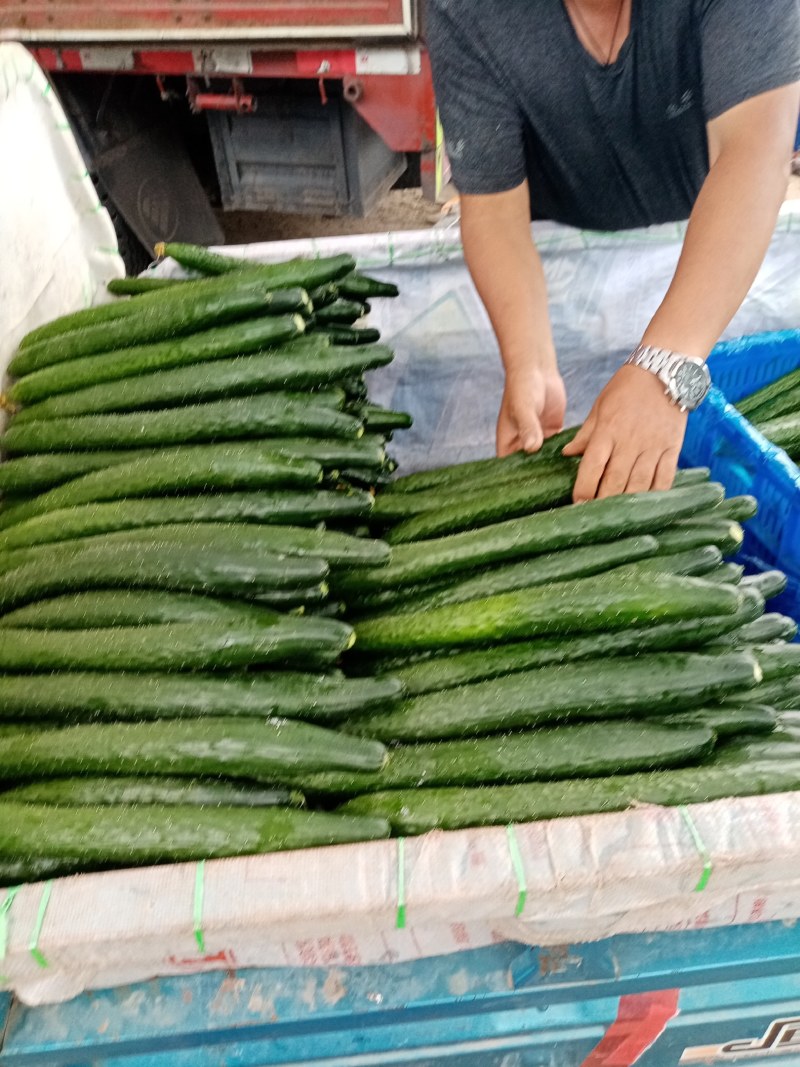 郑州市中牟县本地黄瓜