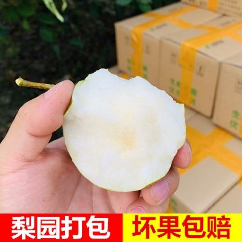 梨子皇冠梨翠冠一手货源，欢迎订购，支持发货