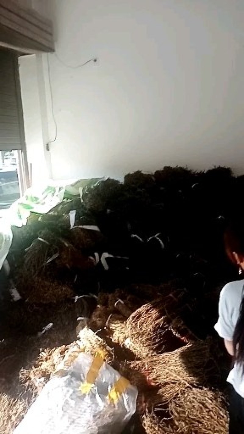 豆角大量供应干豇豆干豆角全国发货欢迎订货