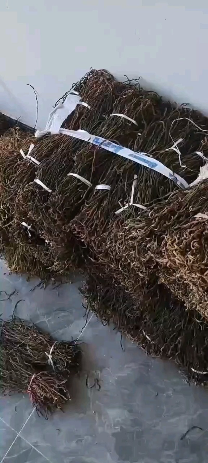 豆角大量供应干豇豆干豆角全国发货欢迎订货