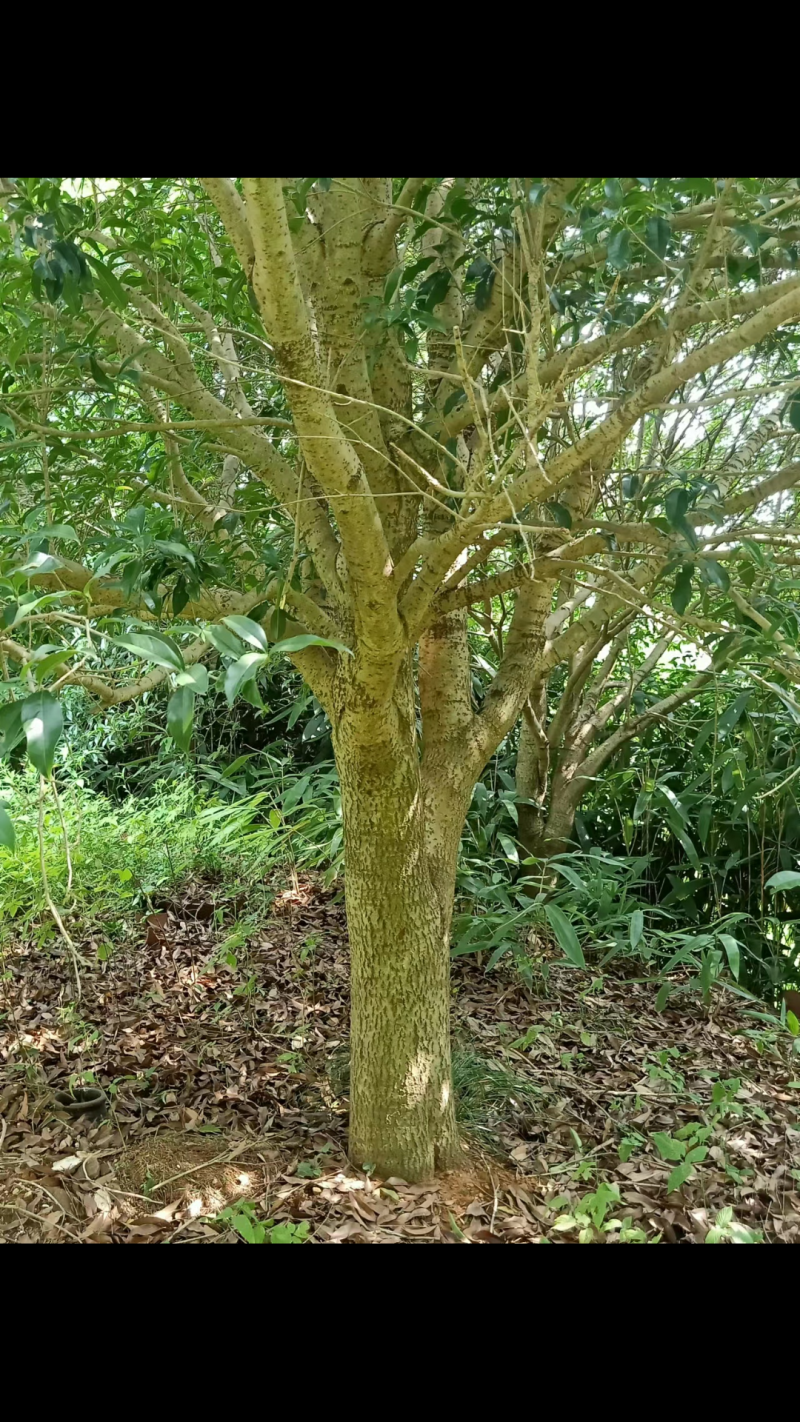 桂花树