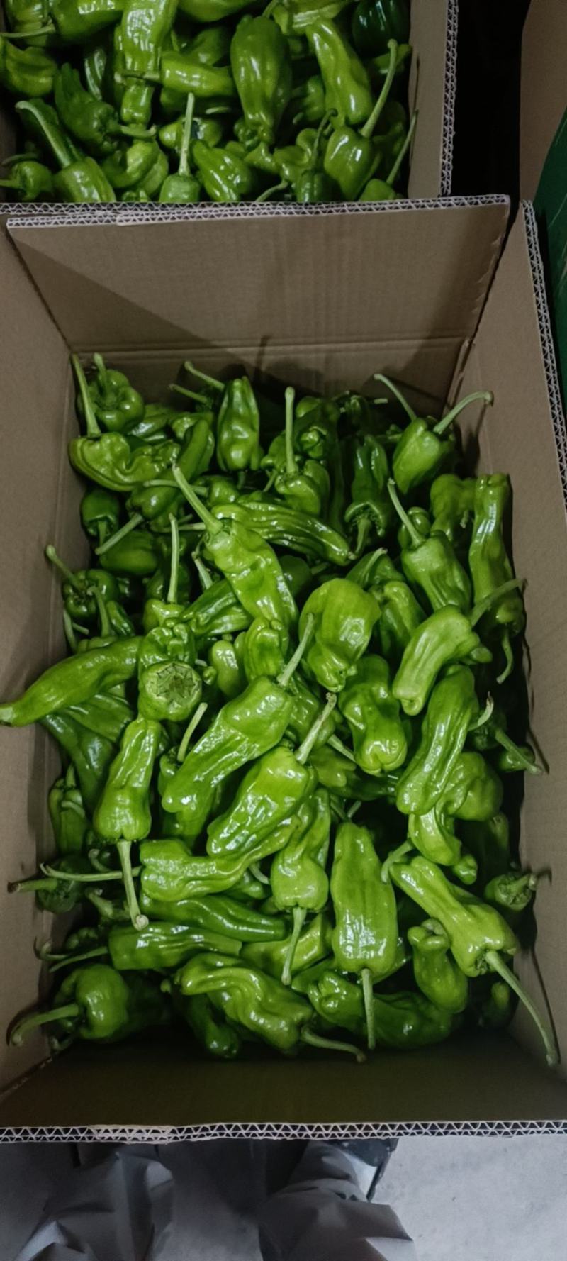 薄皮椒，芜湖椒，线椒，罗丝椒产地现货，支持线上看货