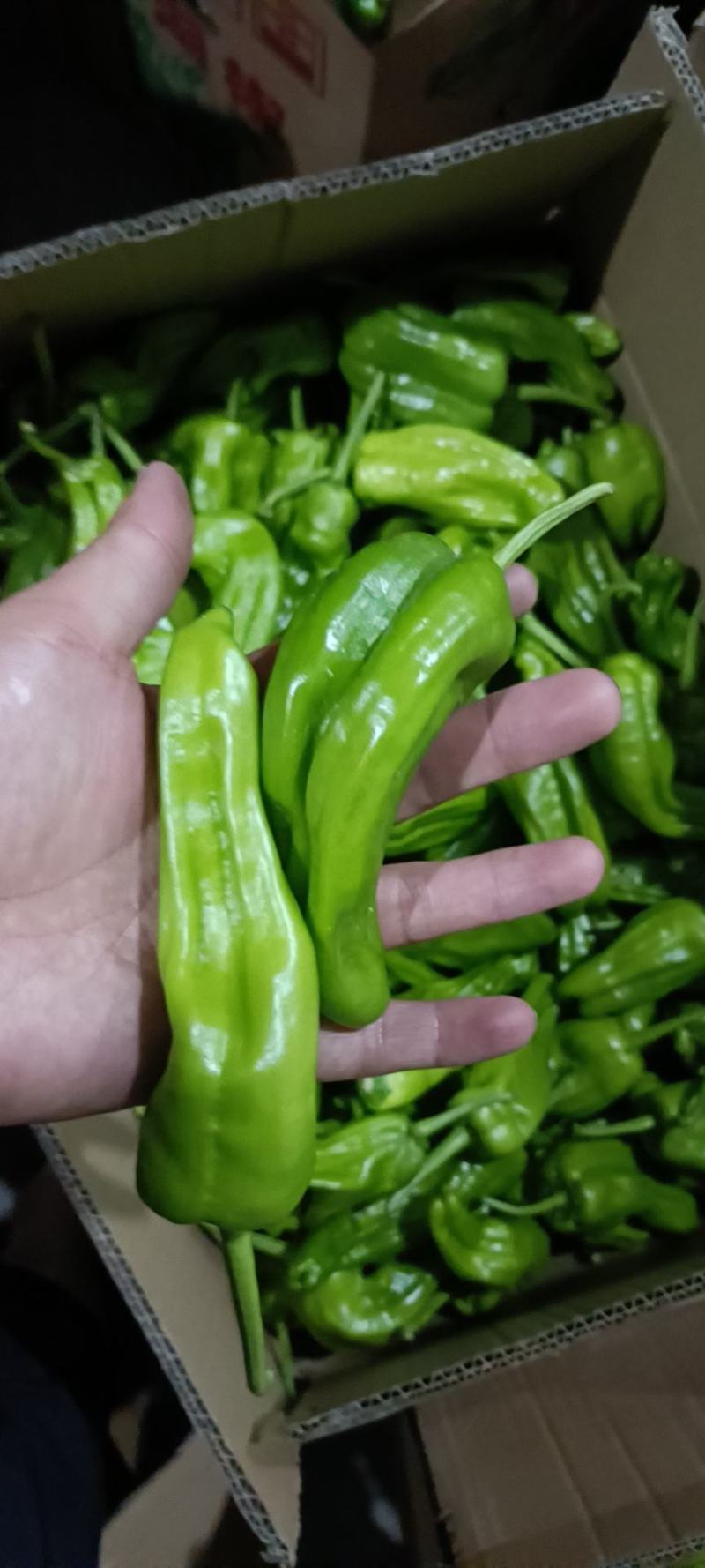 薄皮椒，芜湖椒，线椒，罗丝椒产地现货，支持线上看货