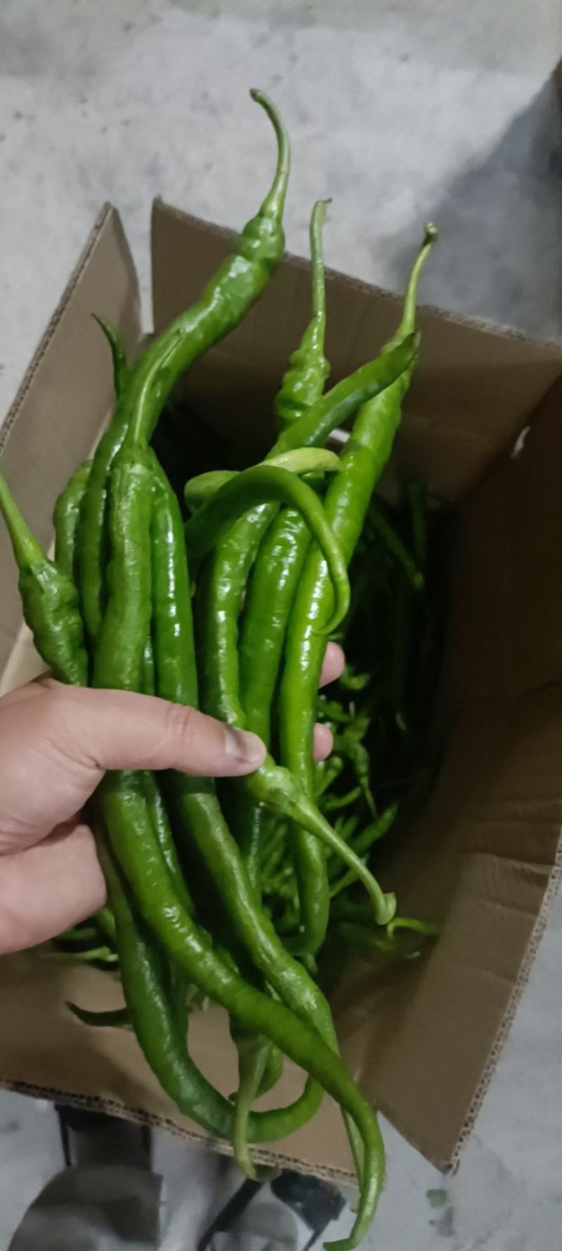 薄皮椒，芜湖椒，线椒，罗丝椒产地现货，支持线上看货