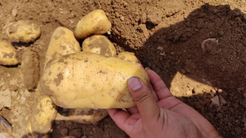 陆地精品土豆大量供应！品种齐全需要联系！