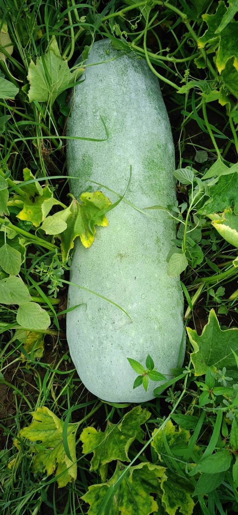 水果冬瓜