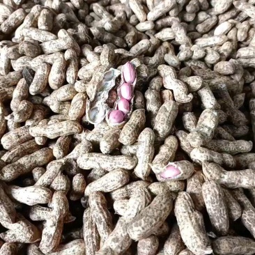 四粒红鲜花生，一手货源，没有中间商赚差价，质量好。
